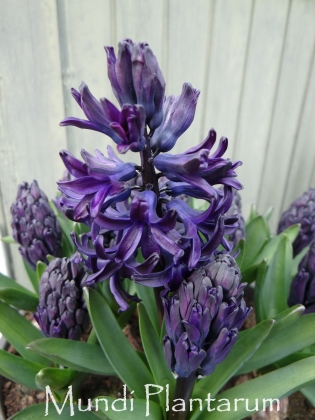 Hyacinthus orientalis ‘Midnight Mystique’ | Mundi Plantarum